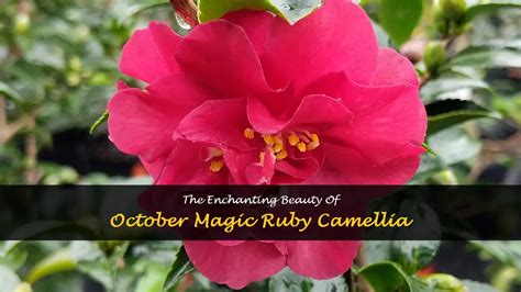 Embracing Fall with October Magic Camellia Varieties